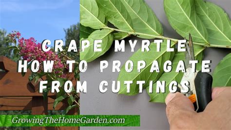 The Benefits of Pruning Plum Magic Crepe Myrtle in Winter